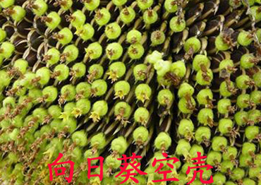 向日葵空殼現象 向日葵空殼現象