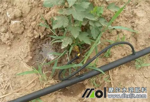 水沖肥施肥方式 水沖肥施肥方式