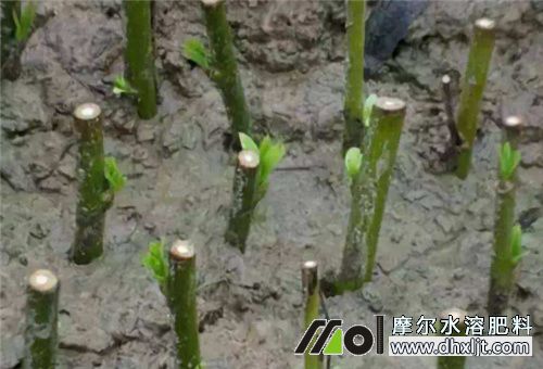 水沖肥生根肥選擇 水沖肥生根肥選擇