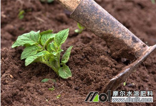 土豆沖施肥用法 土豆沖施肥用法