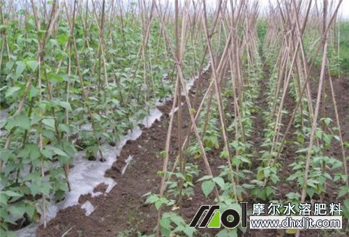 豆角施肥注意 豆角施肥注意