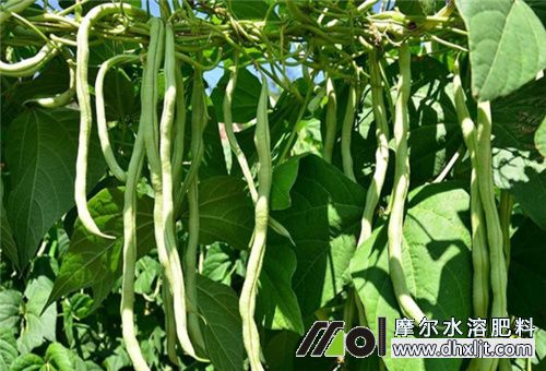 種豆角如何多結莢 種豆角如何多結莢