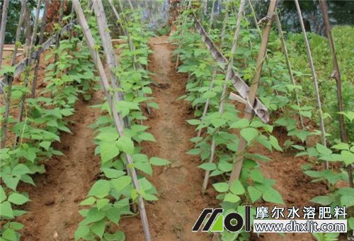 豆角沖施肥選擇 豆角沖施肥選擇