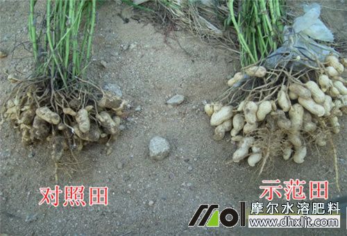 桶裝肥效果對(duì)比 桶裝肥效果對(duì)比