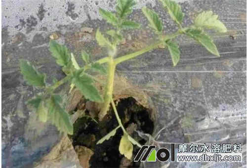 番茄肥害預防措施 番茄肥害預防措施