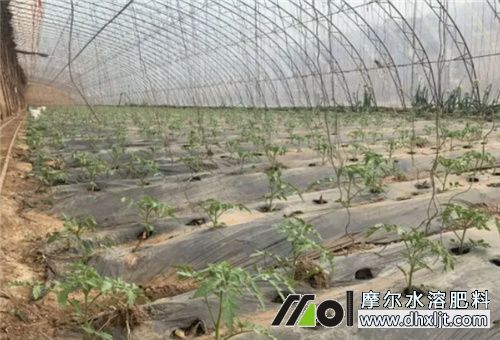 番茄肥害恢復方法 番茄肥害恢復方法