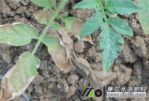 番茄肥害恢復方法 番茄肥害恢復方法