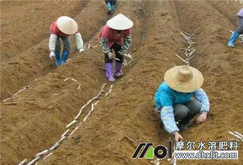 甘蔗種植注意 甘蔗種植注意