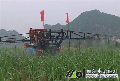 甘蔗追肥方式 甘蔗追肥方式