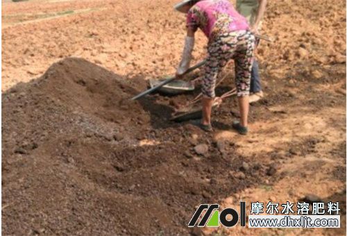 桃樹種植施底肥 桃樹種植施底肥