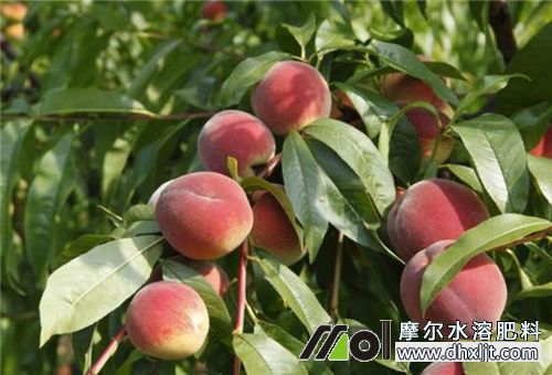 桃樹膨大期沖什么肥 桃樹膨大期沖什么肥