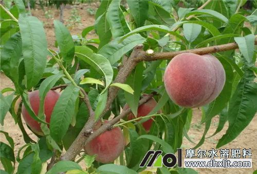 桃樹膨大期沖什么肥 桃樹膨大期沖什么肥