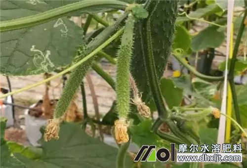 黃瓜秧細(xì)沖什么肥 黃瓜秧細(xì)沖什么肥