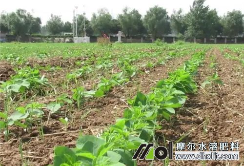大豆幼苗期施肥 大豆幼苗期施肥