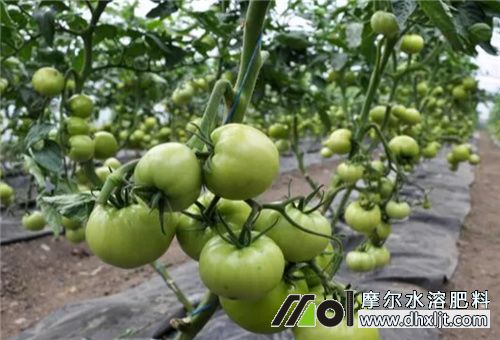 西紅柿鵬果期沖肥 西紅柿鵬果期沖肥