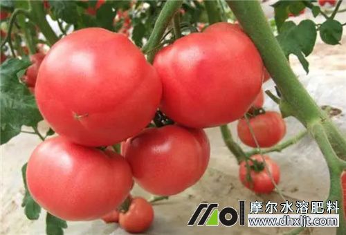 番茄膨果施肥頻次 番茄膨果施肥頻次