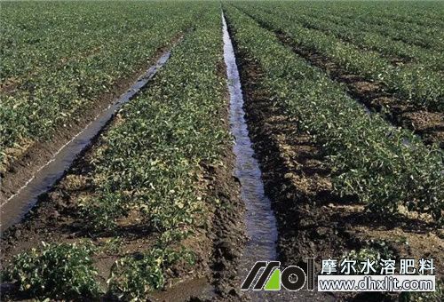 沖施肥一畝地用量 沖施肥一畝地用量